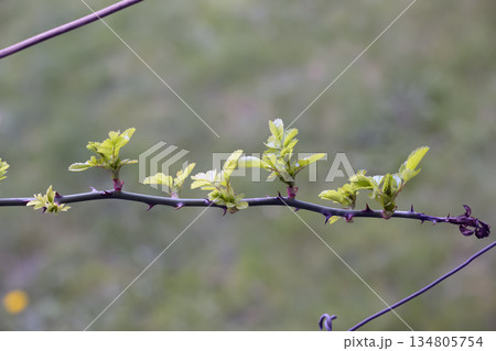 A climbing rose in the garden in early spring. Buds are opening on the rose branches. Rose is a woody perennial flowering plant of genus Rosa in the Rosaceae family. 134805754