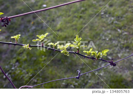 A climbing rose in garden in early spring. Buds are opening on the rose branches. Rose is a woody perennial flowering plant of genus Rosa in the Rosaceae family. 134805763