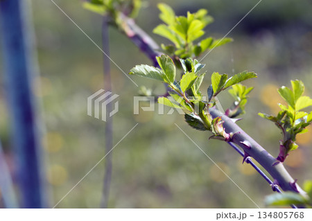 Climbing rose in garden in early spring. Buds are opening on the rose branches. Rose is a woody perennial flowering plant of the genus Rosa in Rosaceae family. 134805768