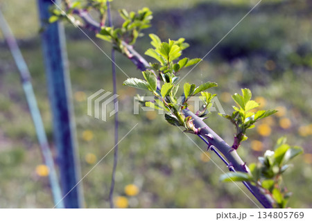 Climbing rose in garden in early spring. Buds are opening on rose branches. Rose is woody perennial flowering plant of the genus Rosa in the Rosaceae family. 134805769