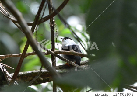 シロクロマイコドリ 134805973