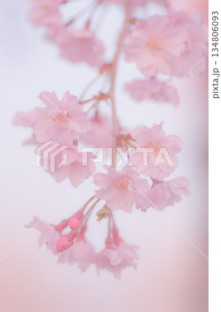 満開の枝垂れ桜 134806093