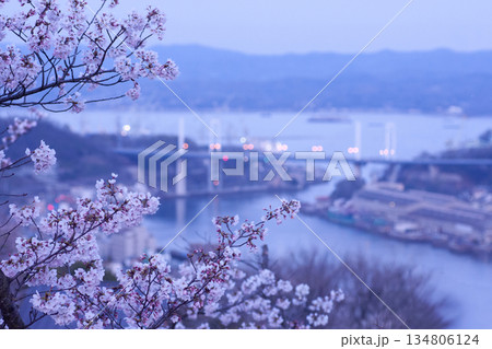 桜咲く、黄昏時の尾道風景 134806124