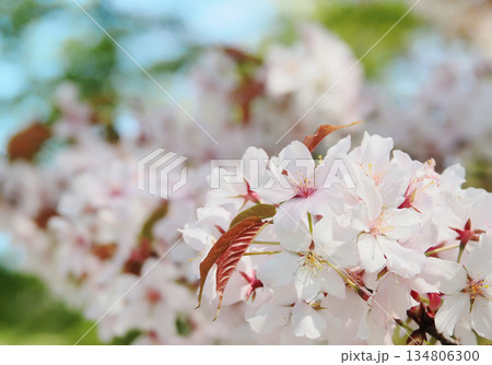 桜の花 桜の花 134806300