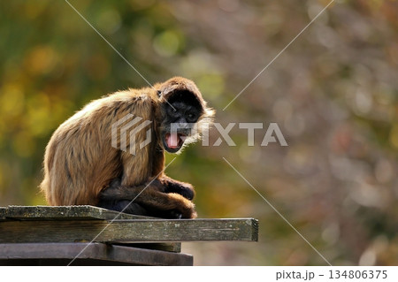 口を開けたカメラ目線のジェフロイクモザル 134806375