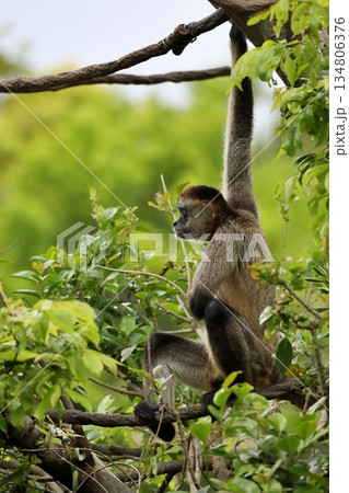 ロープに掴まり前方を見つめる横向きのクモザル 134806376
