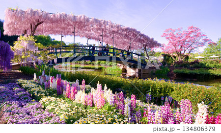 あしかがフラワーパークのうす紅藤と花畑 134806379