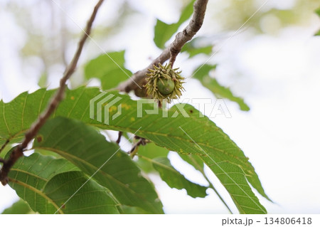 クヌギドングリの実 134806418