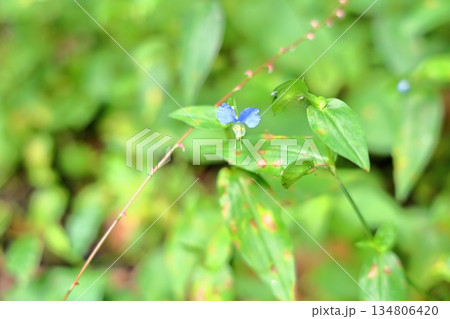 可愛い ツユクサの花 可愛い ツユクサの花 134806420