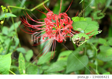 鮮やか　ヒガンバナの花 134806421