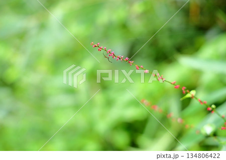 可愛い　ミズヒキの花 134806422