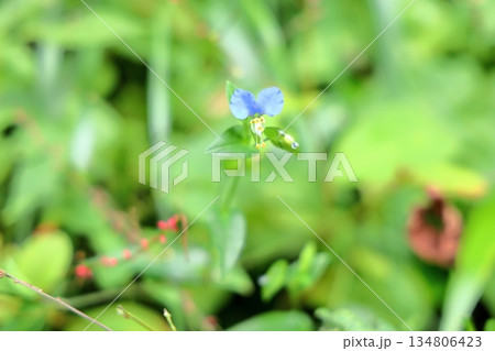 可愛い ツユクサの花 可愛い ツユクサの花 134806423