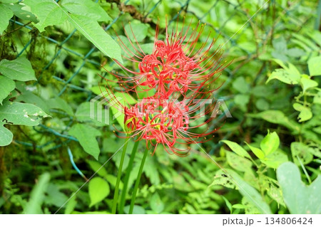 鮮やか　ヒガンバナの花 134806424