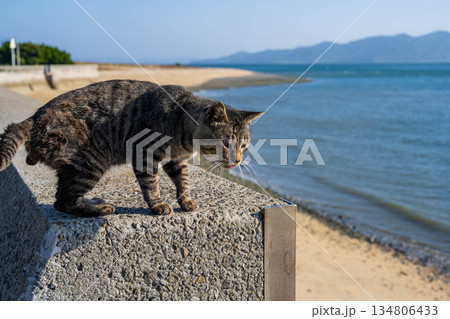 海を見つめる猫 134806433