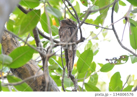 ハイイロタチヨタカ 134806576