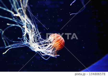 アカクラゲ 134806578