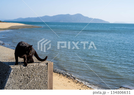 じっと見る猫 じっと見る猫 134806631