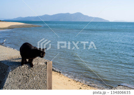 跳躍準備の黒猫 134806635