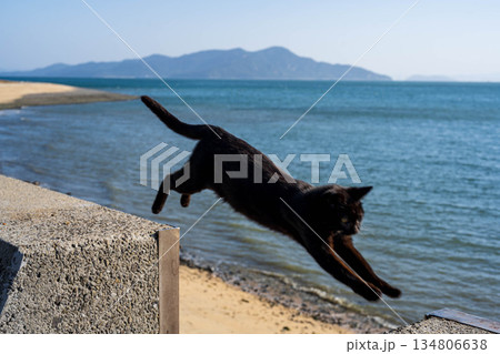 跳躍する黒猫 134806638