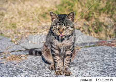 見つめる猫 134806639