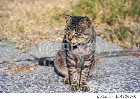 何かを見つめる猫 134806640