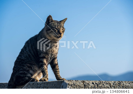 堤防に座る猫 134806641