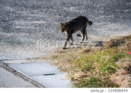 道路を歩く猫 134806644