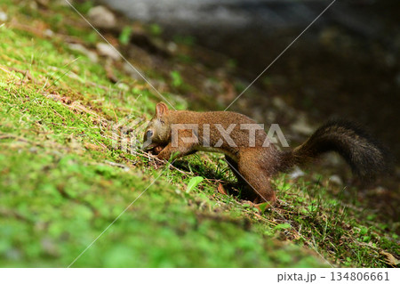 斜面にクルミを埋めるエゾリス 134806661