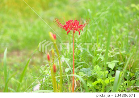 鮮やか　ヒガンバナの花 134806671