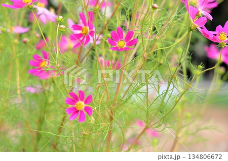 爽やか　コスモスの花 134806672