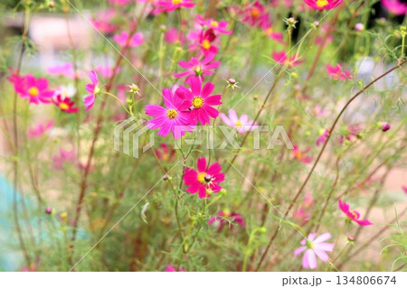 爽やか　コスモスの花 134806674