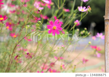 爽やか　コスモスの花 134806675