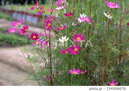 爽やか コスモスの花 爽やか コスモスの花 134806676