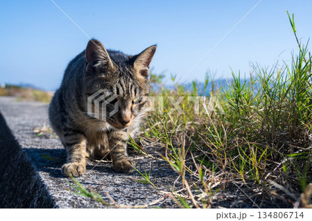 堤防で休む猫 134806714