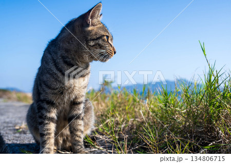 黄昏れる猫 黄昏れる猫 134806715