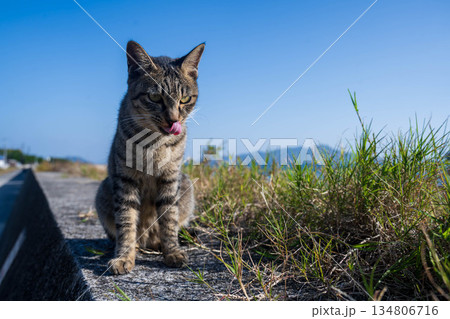舌を出す猫 舌を出す猫 134806716