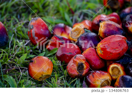 Close up ripe red oil palm fruit after harvest in tropical plantation light Close up ripe red oil palm fruit after harvest in tropical plantation light 134806763