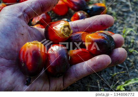 Close up of a hand holding ripe red oil palm fruitlets after harvest in tropical plantation light. Plantation concept. 134806772