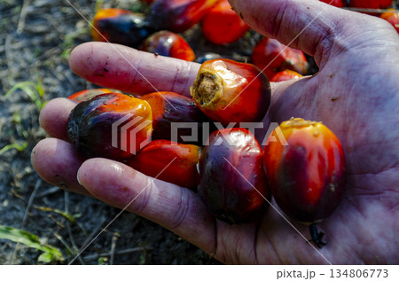 Close up of a hand holding ripe red oil palm fruitlets after harvest in tropical plantation light. Plantation concept 134806773