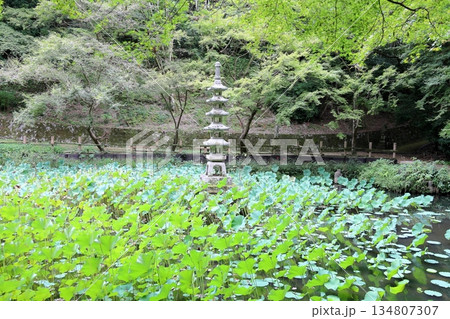 秋の風情　石塔　五重塔 134807307