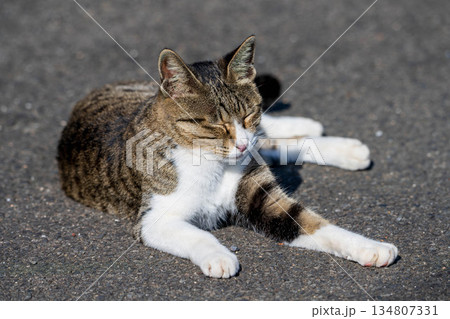 のんびりする猫 のんびりする猫 134807331