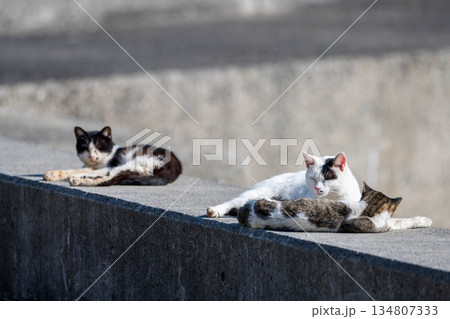 漁港で日向ぼっこをする猫たち 漁港で日向ぼっこをする猫たち 134807333