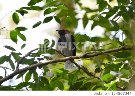 アゴヒゲスズドリ 134807344