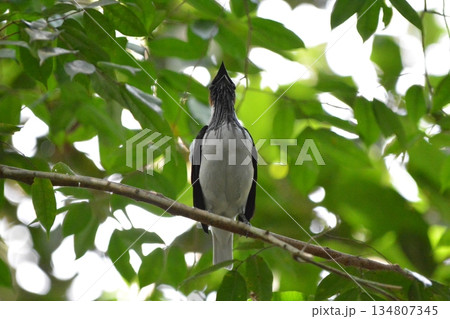 アゴヒゲスズドリ 134807345