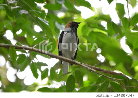 アゴヒゲスズドリ 134807347