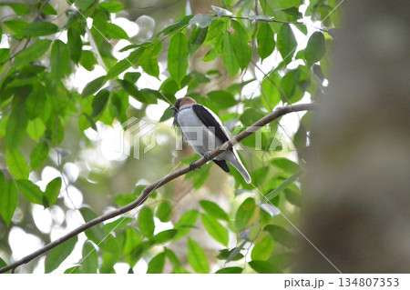 アゴヒゲスズドリ 134807353