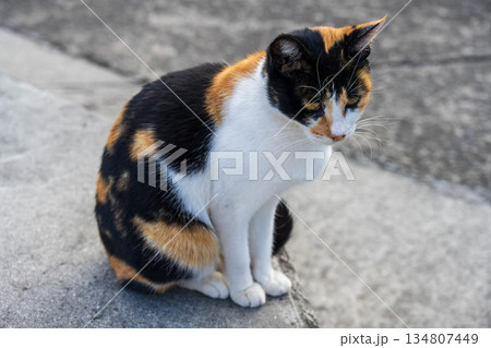 お座りしている三毛猫 134807449