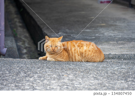 道に寝そべる猫 134807450