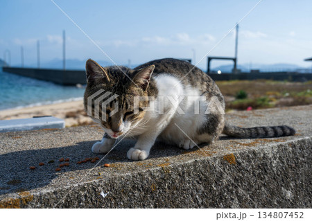 漁港で日向ぼっこする子猫 134807452