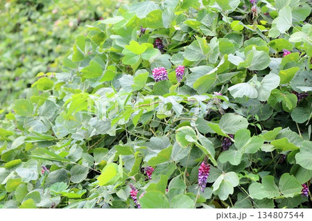 クズの花 秋の七草 クズの花 秋の七草 134807544